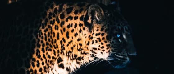 Yggdrasil Partners ReelPlay släpper Jaguar SuperWays från Bad Dingo
